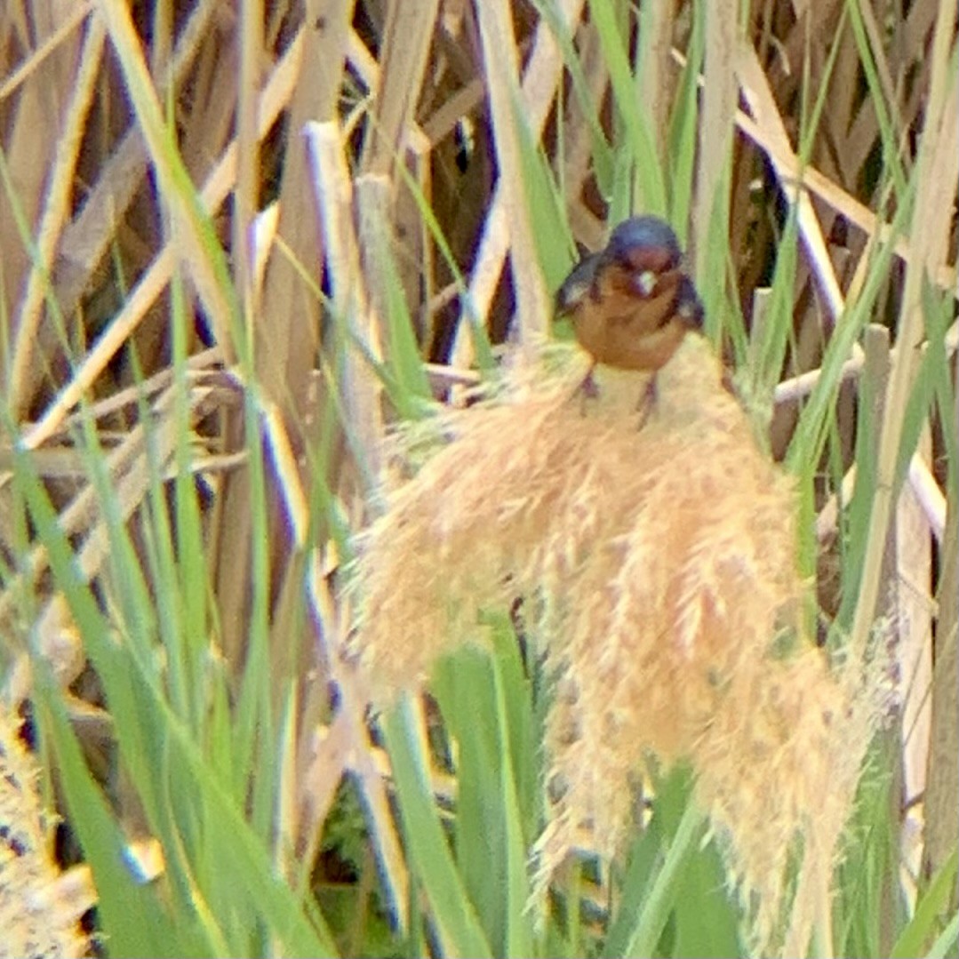 Barn Swallow (American) - ML639656448