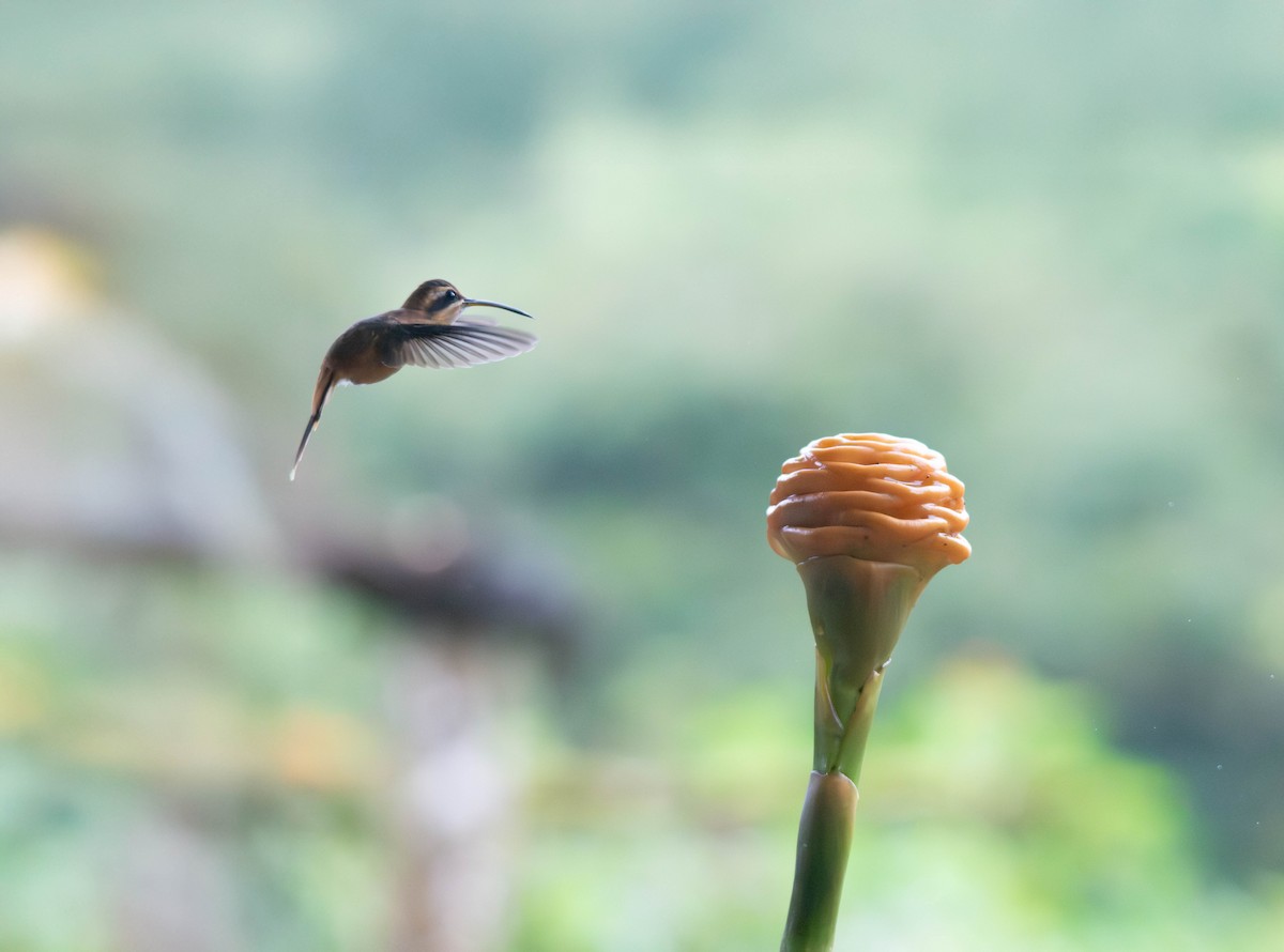 Stripe-throated Hermit - ML639656452