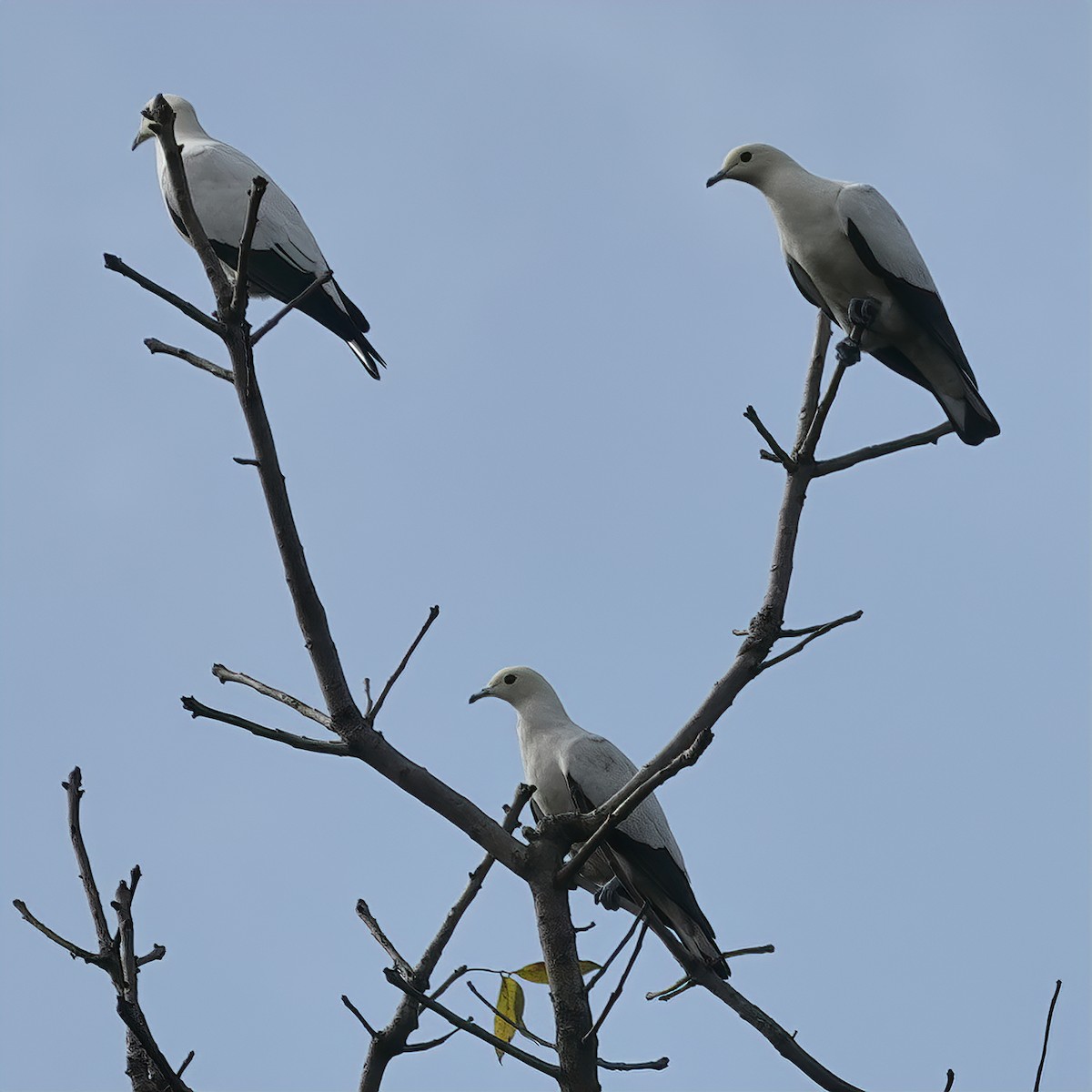 Pied Imperial-Pigeon - ML639656466