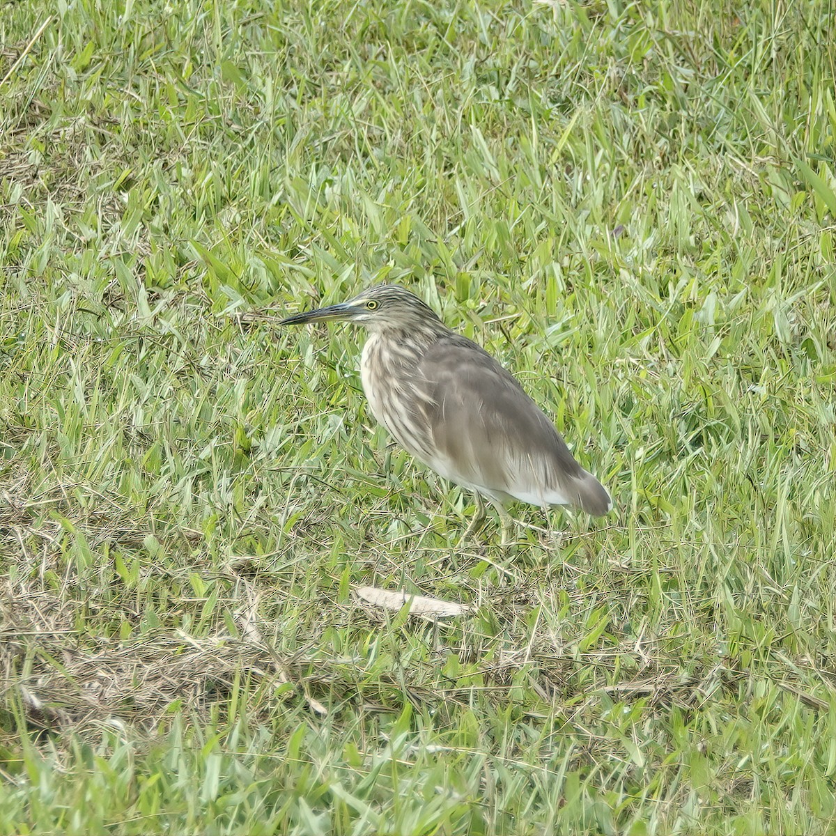 pond-heron sp. - ML639656468