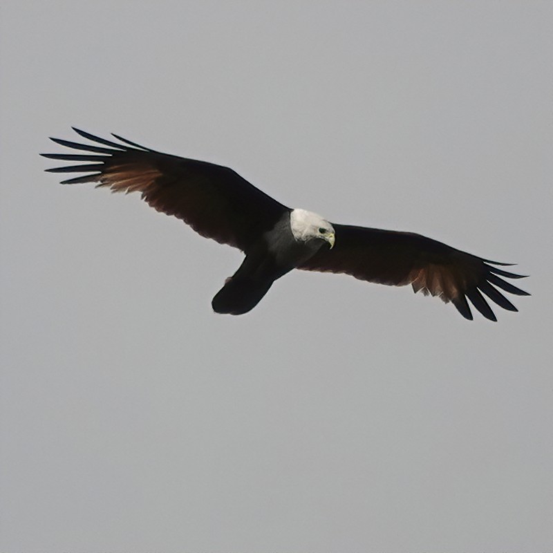 Brahminy Kite - ML639656469