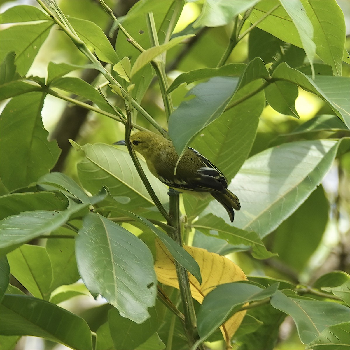 Common Iora - ML639656475
