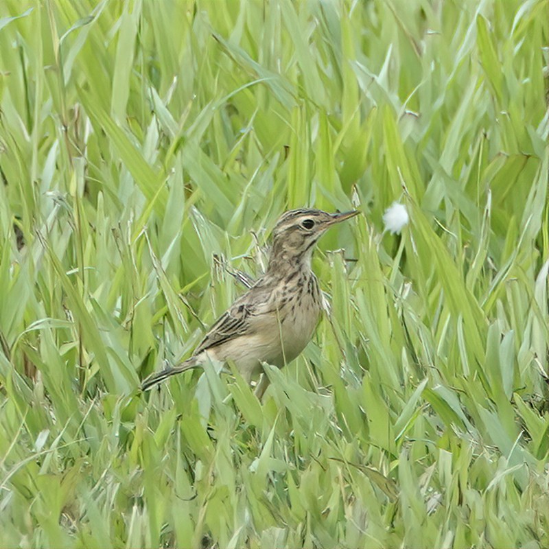 Paddyfield Pipit - ML639656482