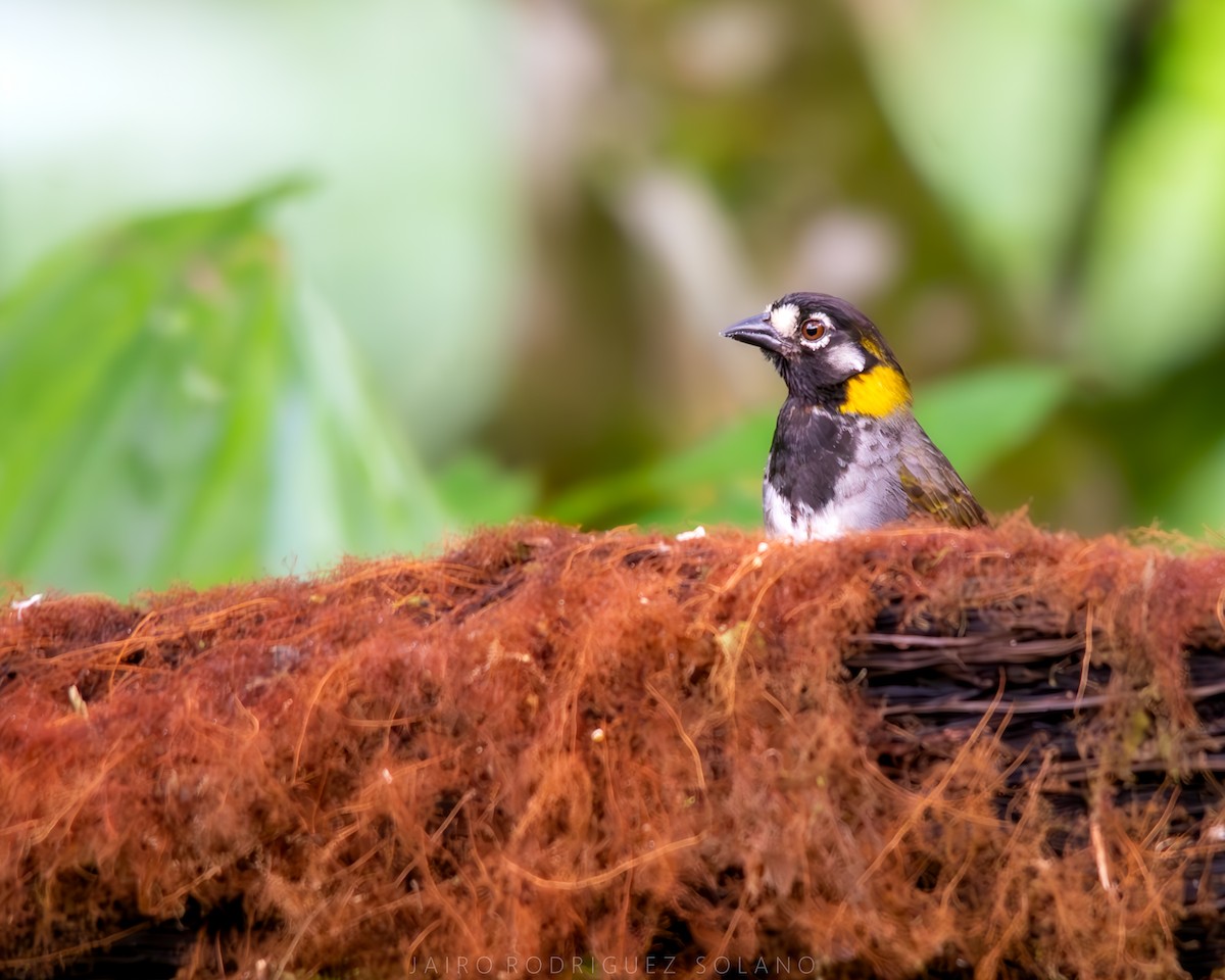 White-eared Ground-Sparrow - ML639656522