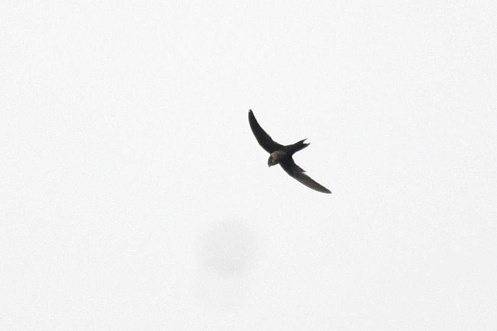 Dark-rumped Swift - ML639656547