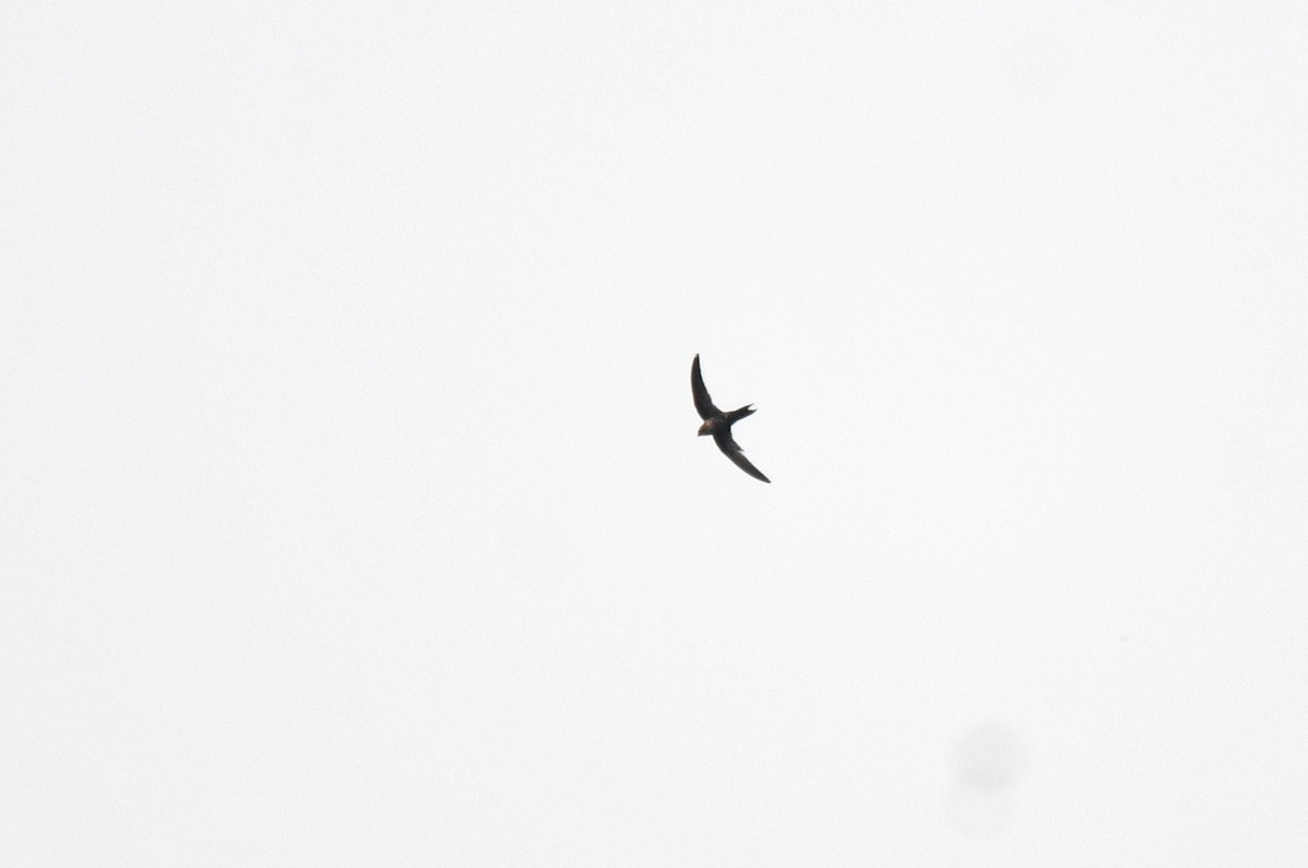 Dark-rumped Swift - ML639656548