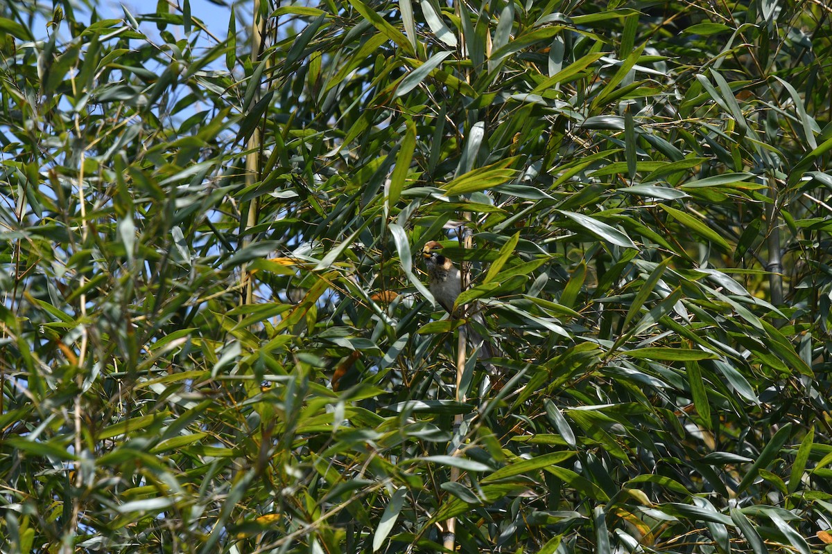 Spot-breasted Parrotbill - ML639656581
