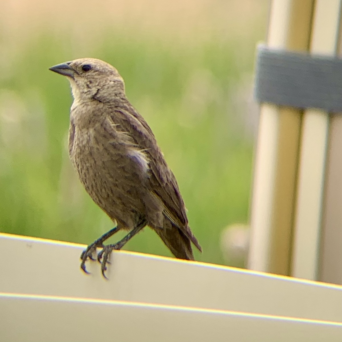 Brown-headed Cowbird - ML639656626