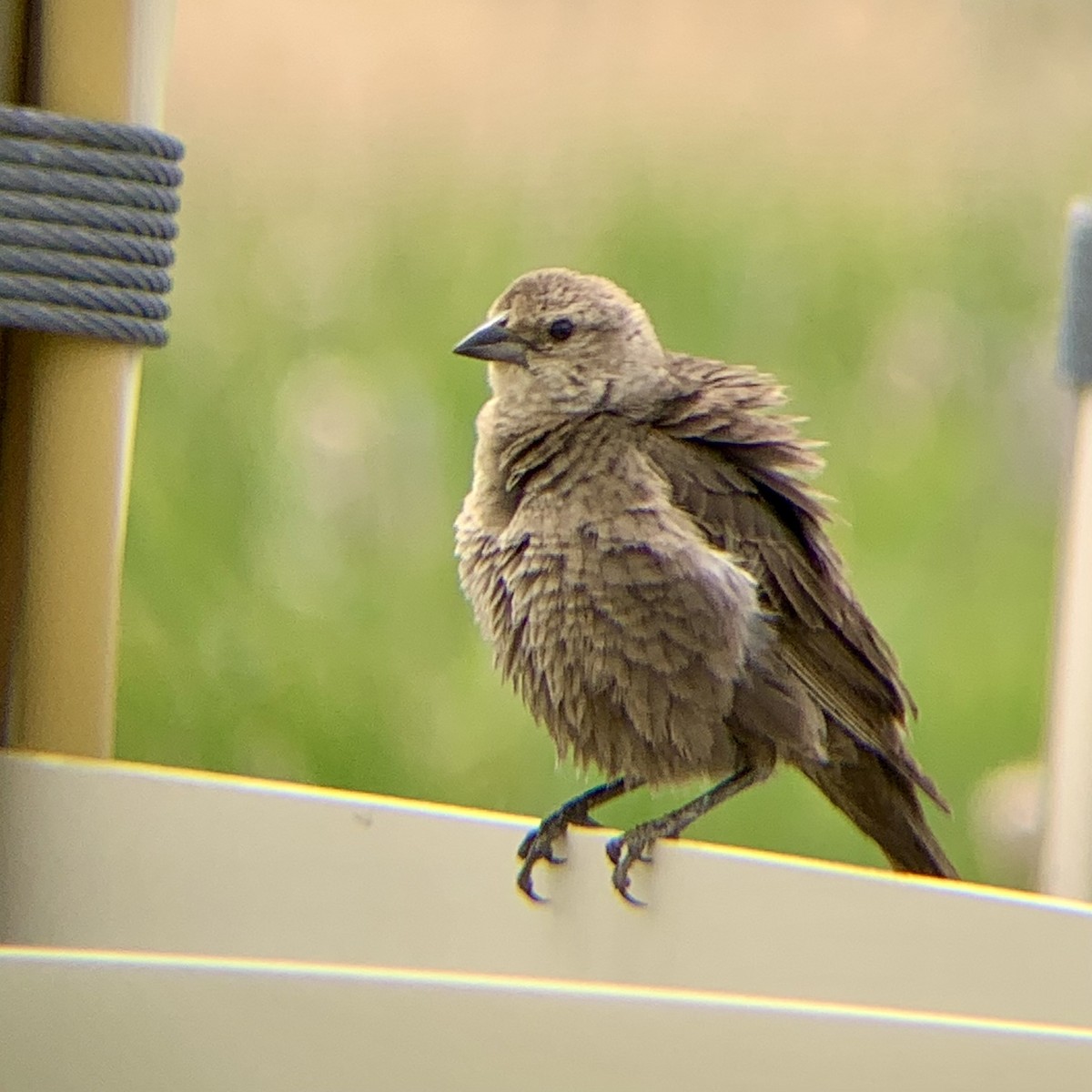 Brown-headed Cowbird - ML639656627