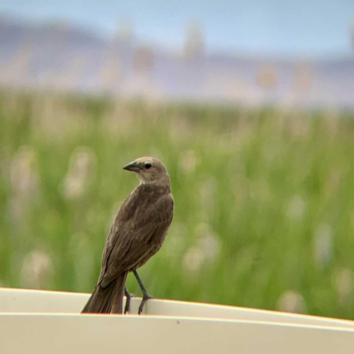 Brown-headed Cowbird - ML639656628