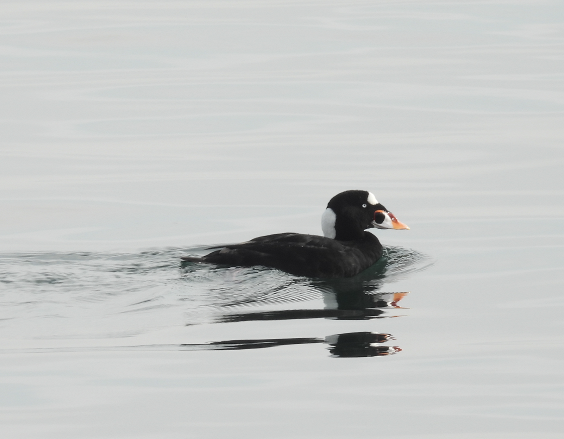 Surf Scoter - ML639656686