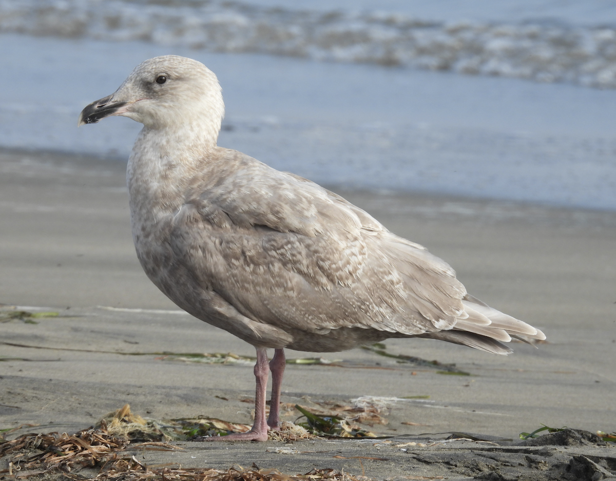 Glaucous-winged Gull - ML639656718