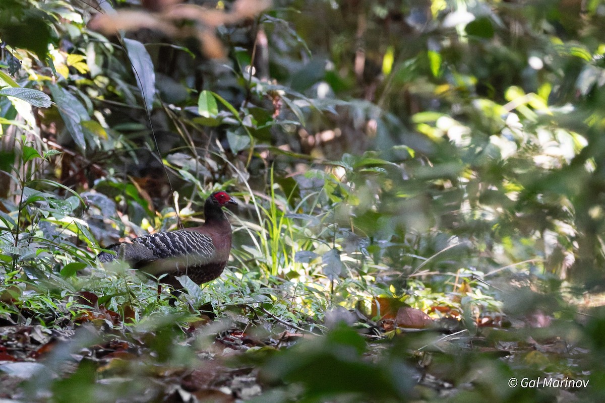 Siamese Fireback - ML639656820