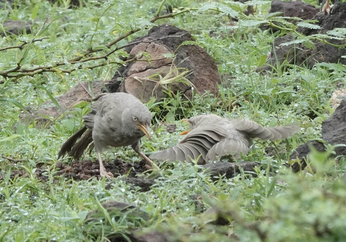 Jungle Babbler - ML639656840
