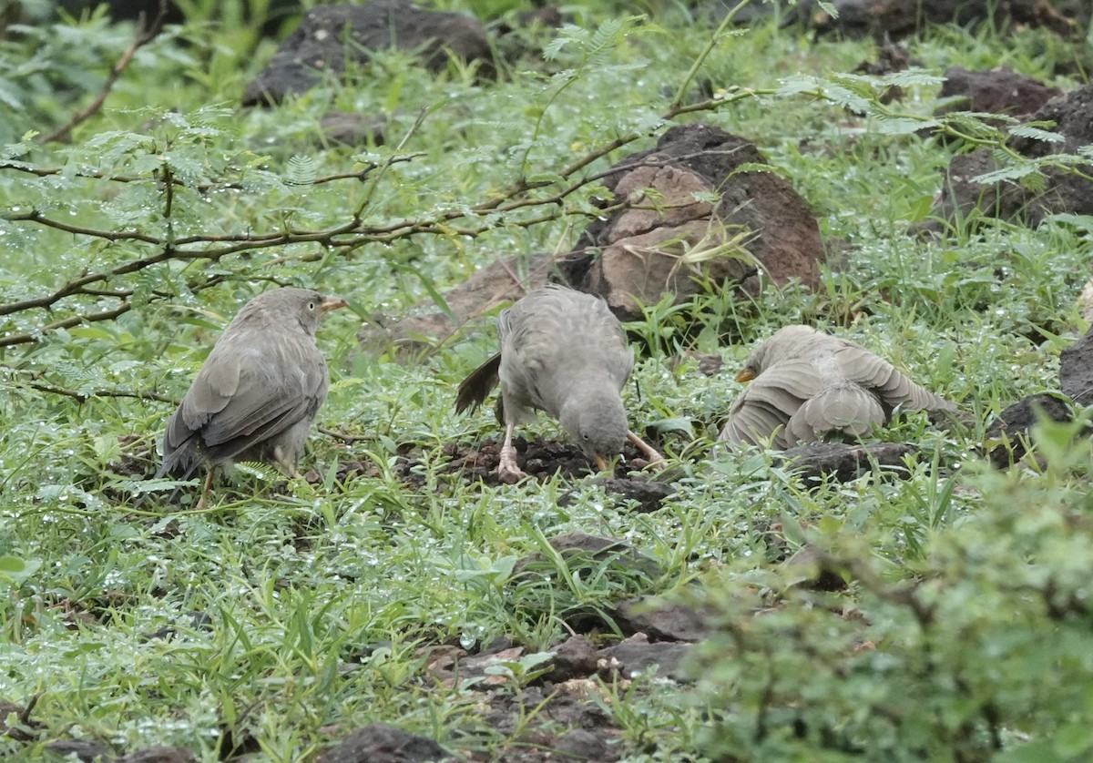 Jungle Babbler - ML639656841