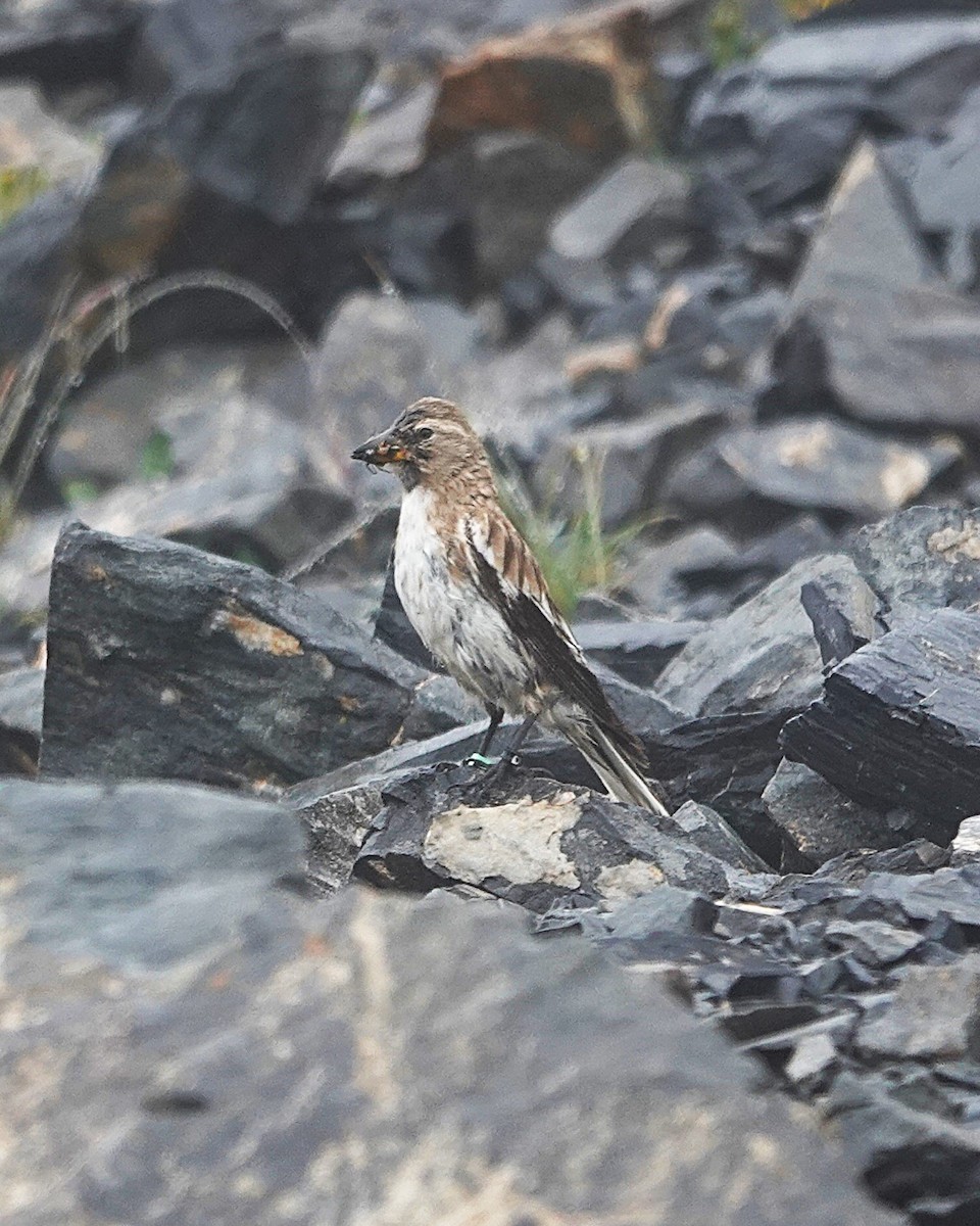 Tibetan Snowfinch - ML639656867