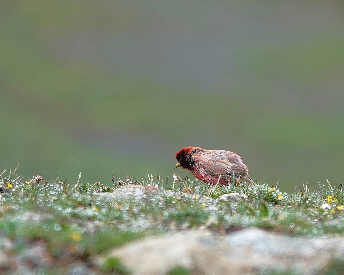 ハネナガマシコ - ML639656904