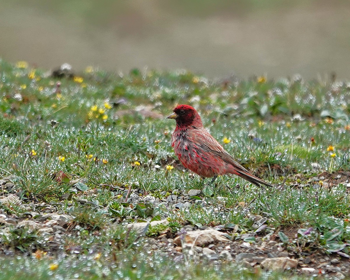 ハネナガマシコ - ML639656905