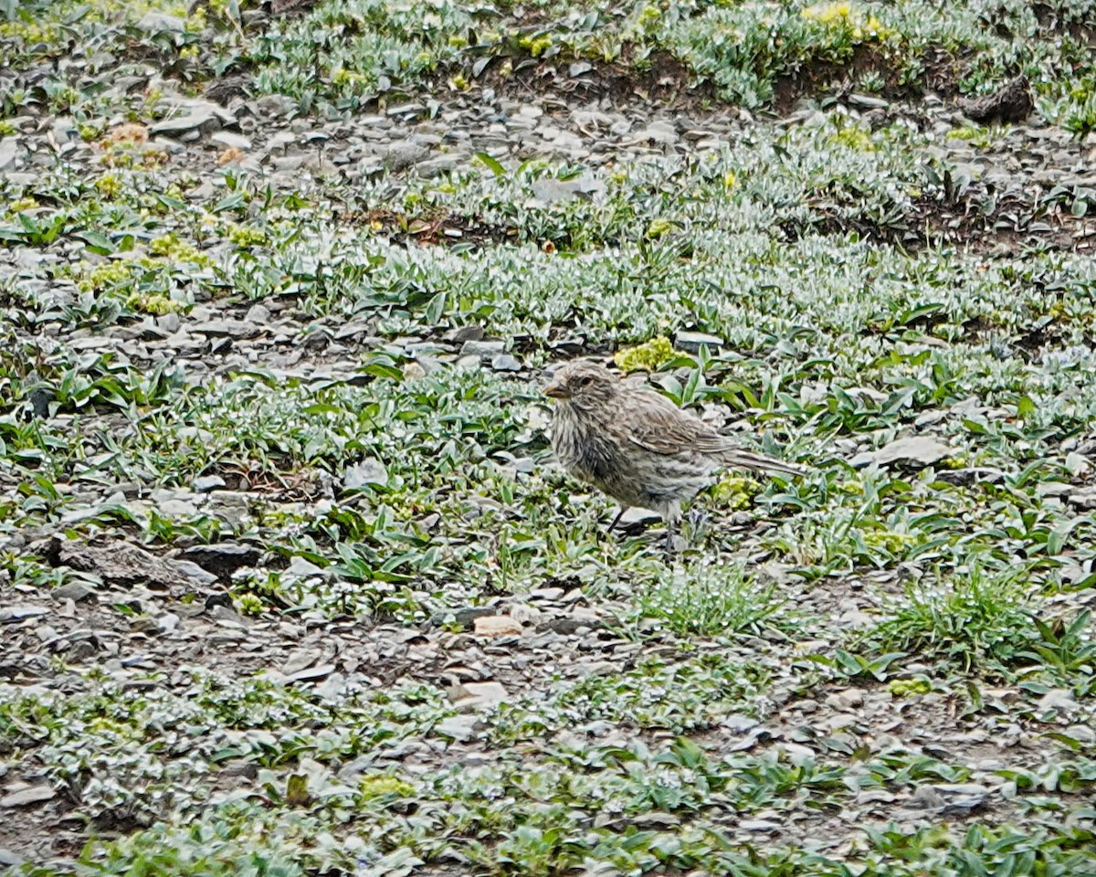 ハネナガマシコ - ML639656906