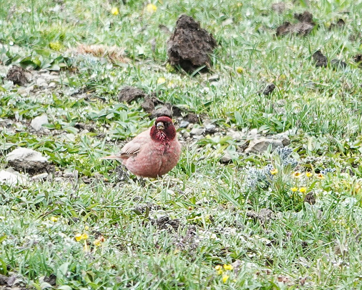 ハネナガマシコ - ML639656908