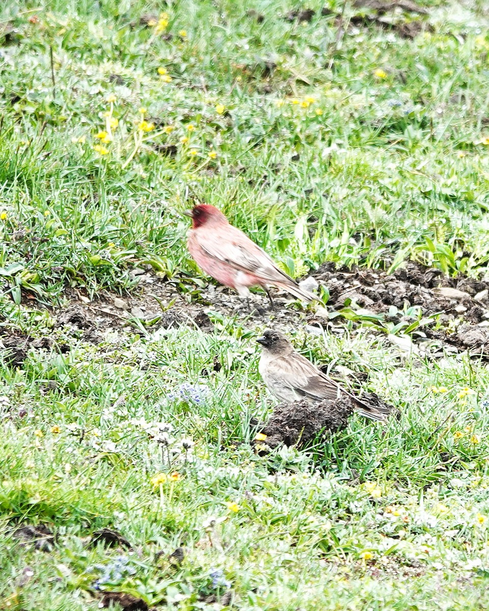 ハネナガマシコ - ML639656917