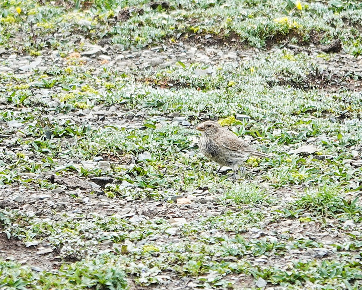 ハネナガマシコ - ML639656923