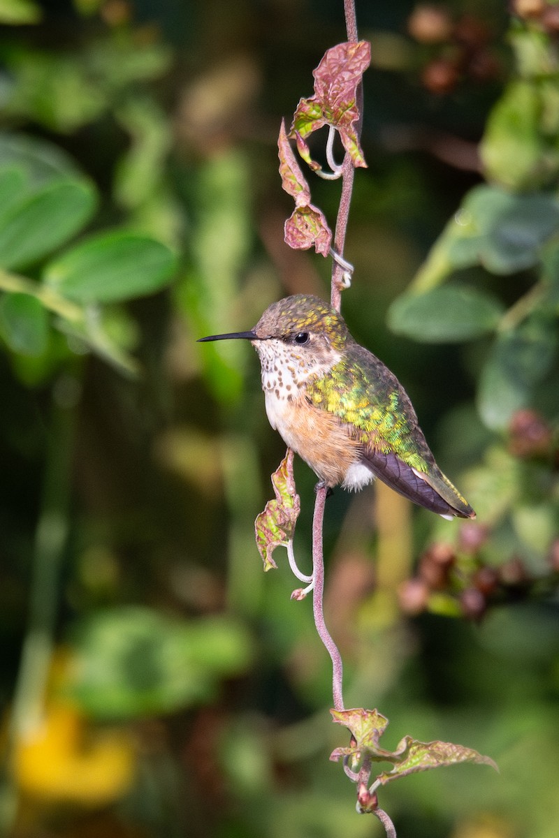 Bumblebee Hummingbird - ML639656939