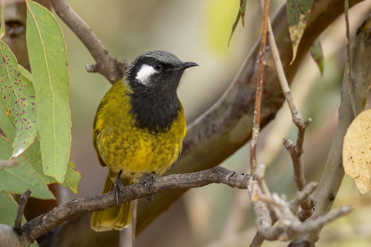White-eared Honeyeater - ML639657003