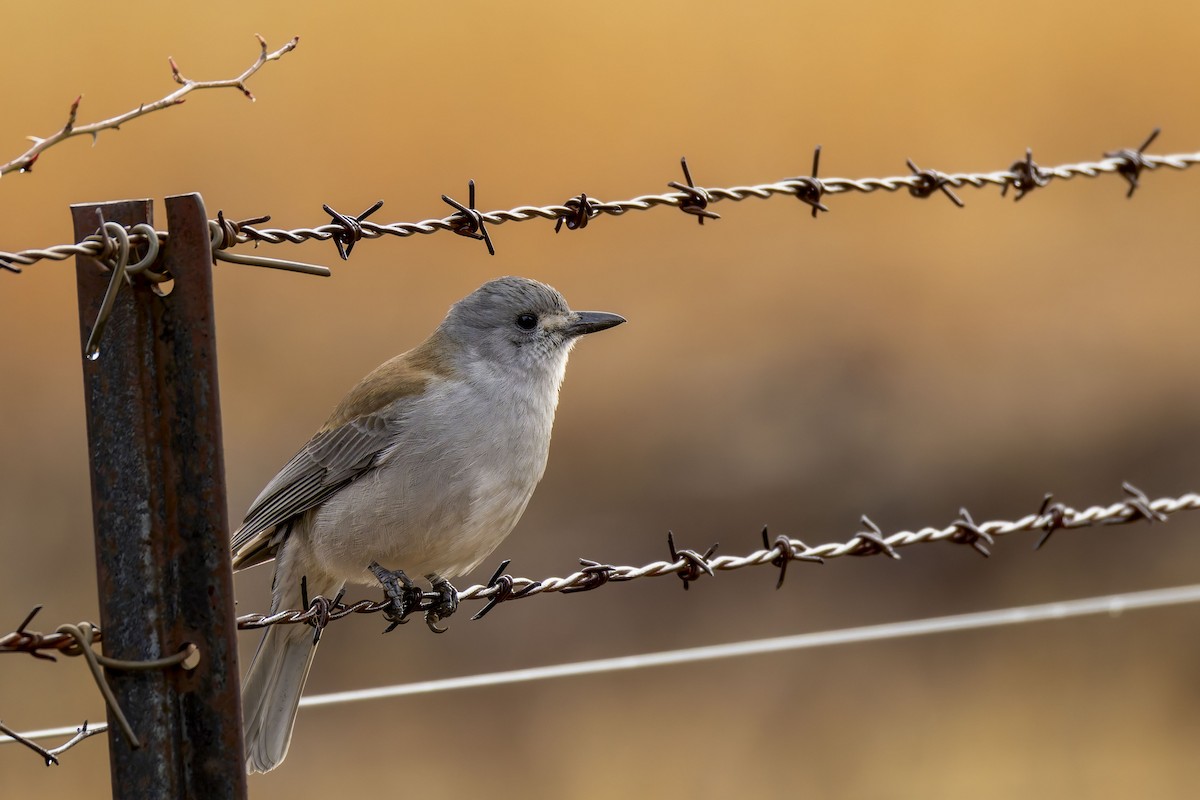 Gray Shrikethrush - ML639657020