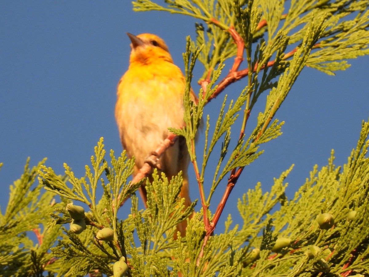Bullock's Oriole - ML639657023