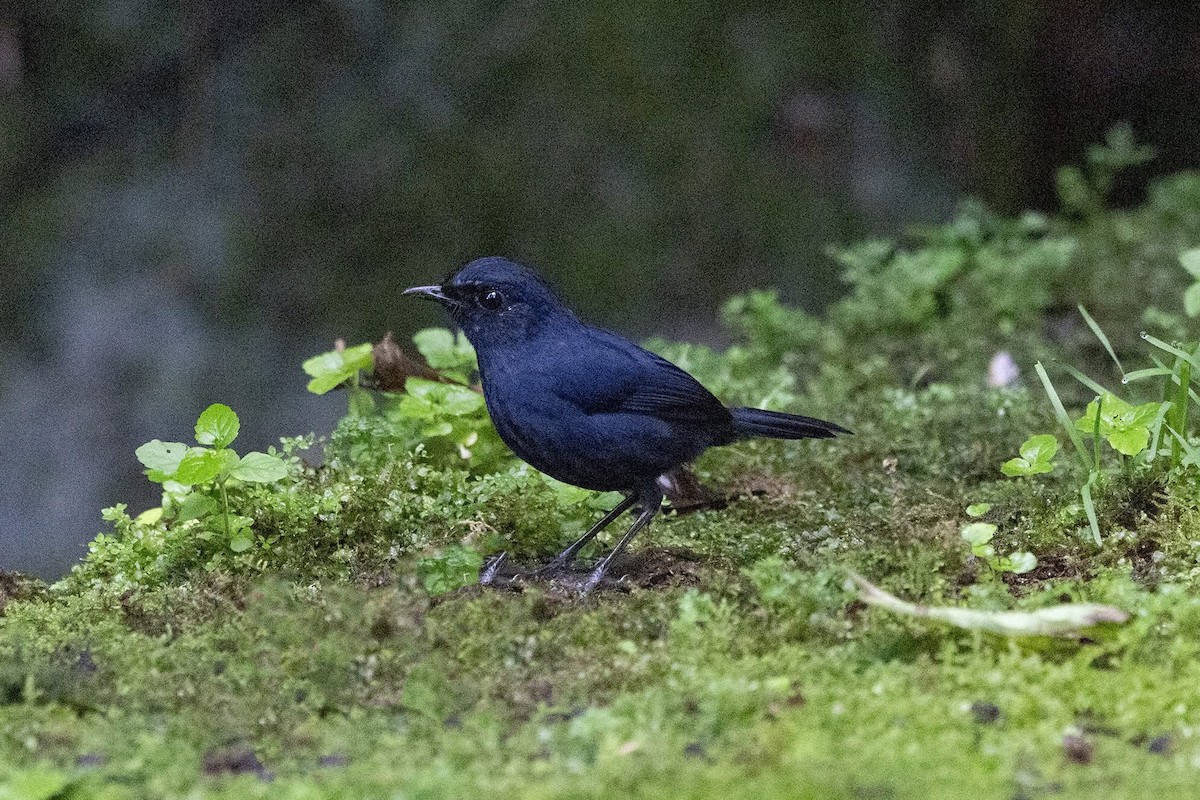 Bornean Shortwing - ML639657036