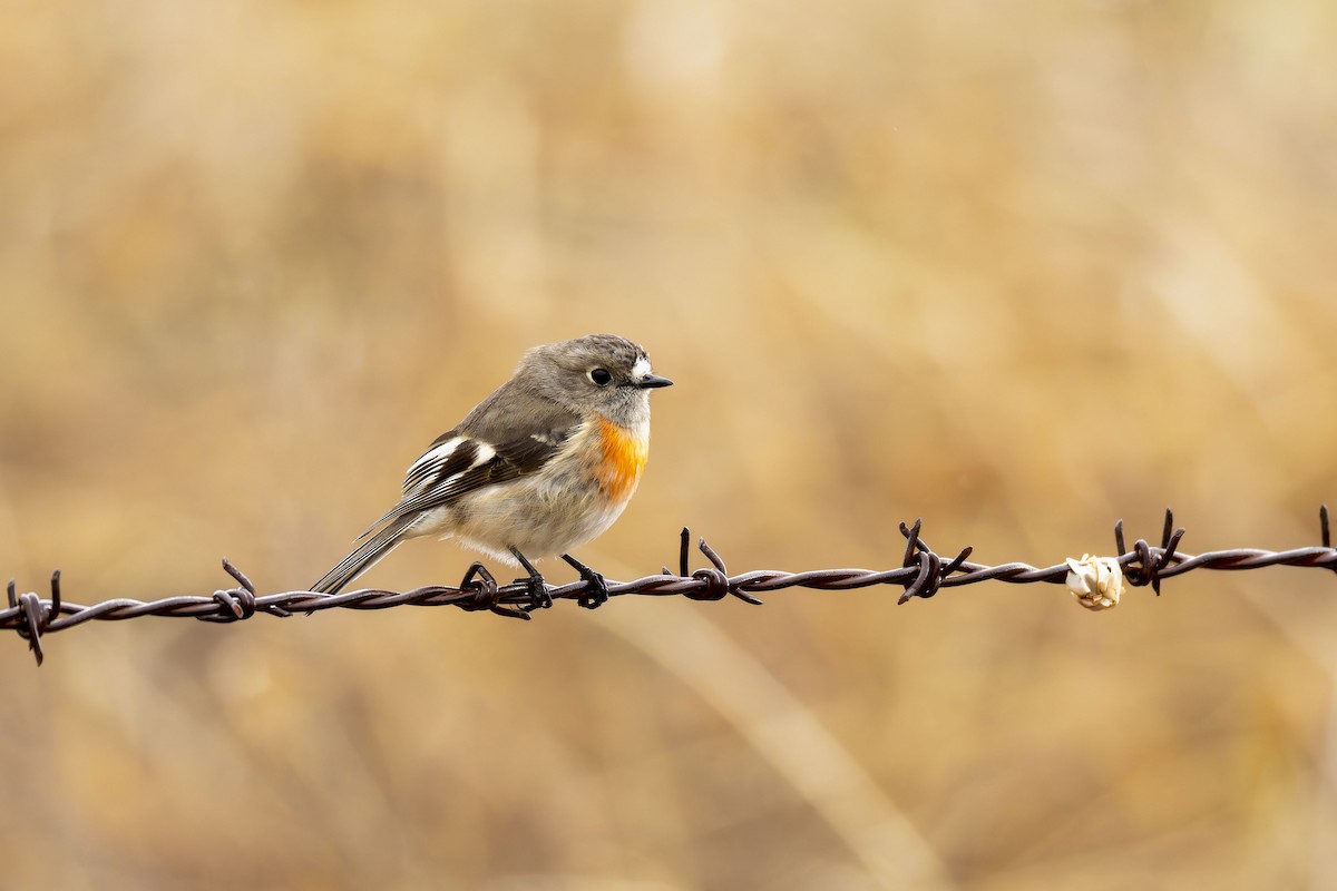 Scarlet Robin - ML639657079