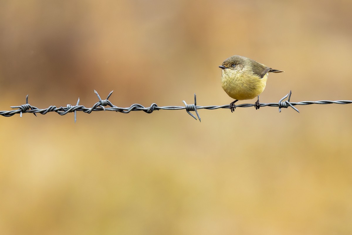 Buff-rumped Thornbill - ML639657129