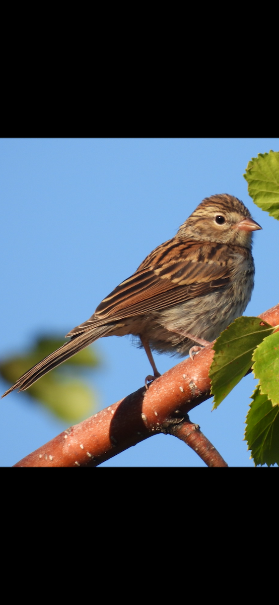 Chipping Sparrow - ML639657194