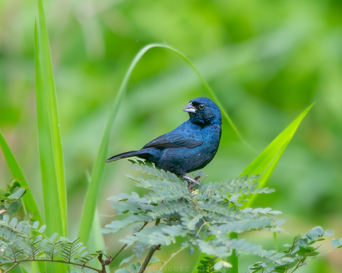 Blue-black Grassquit - ML639657218