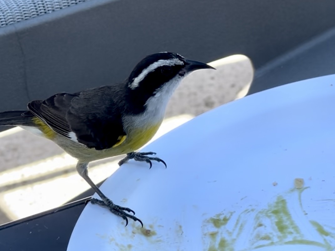 Bananaquit - ML639657250