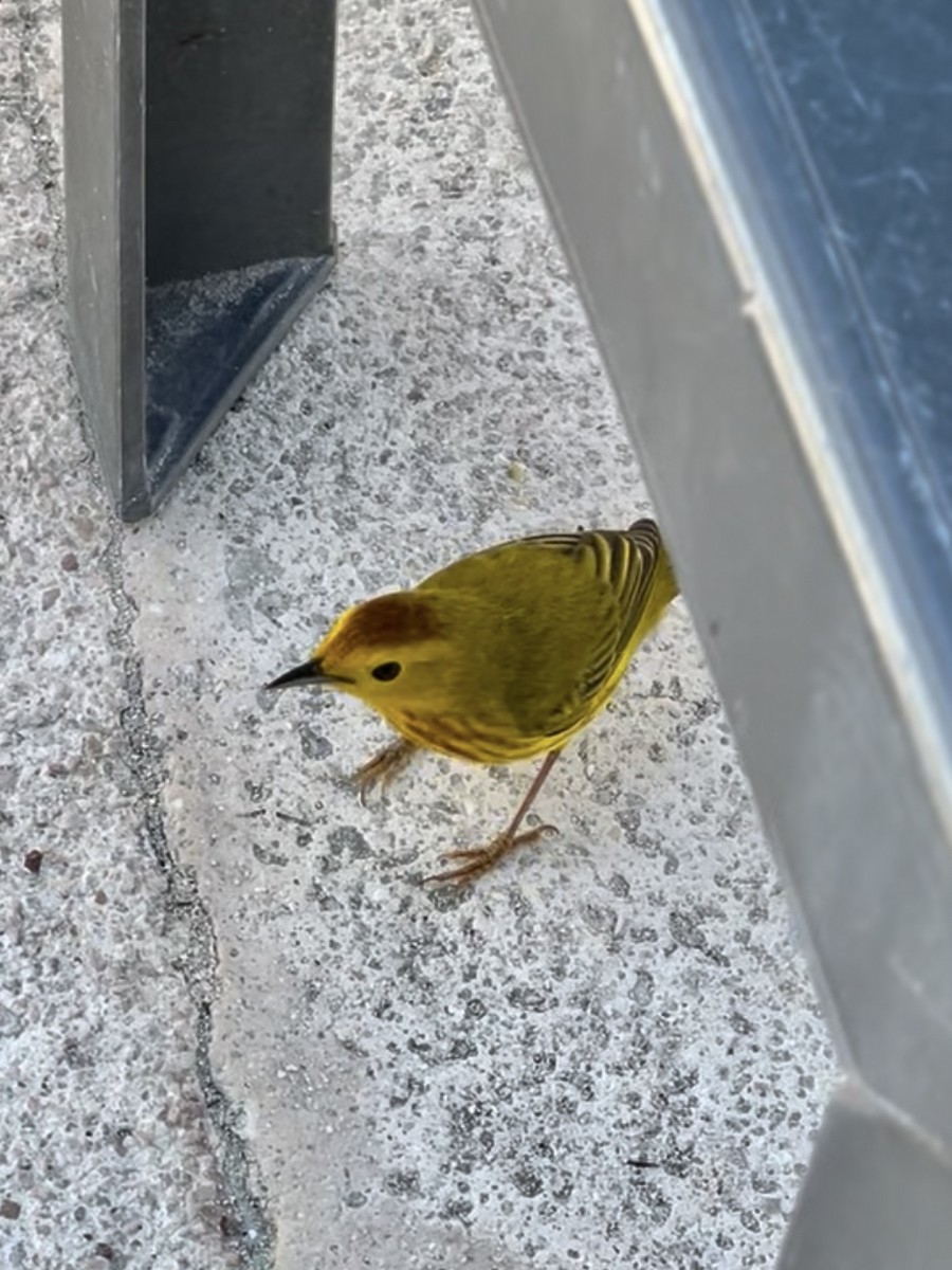 Yellow Warbler - ML639657253