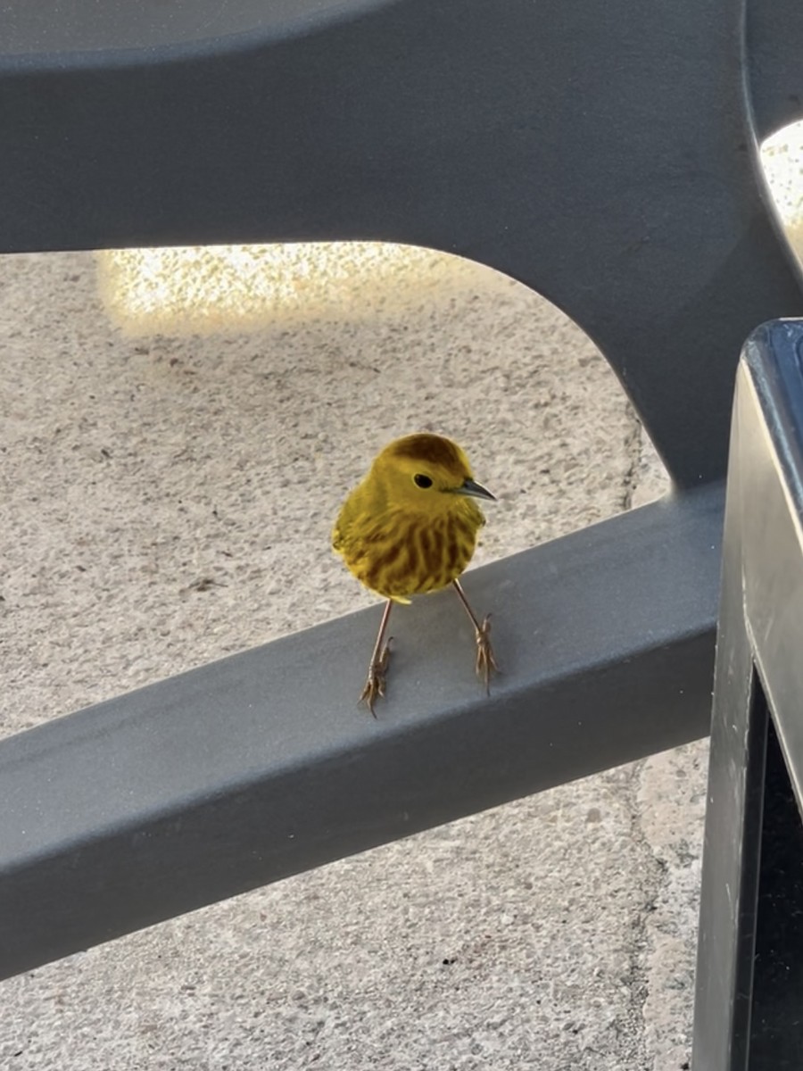 Yellow Warbler - ML639657254
