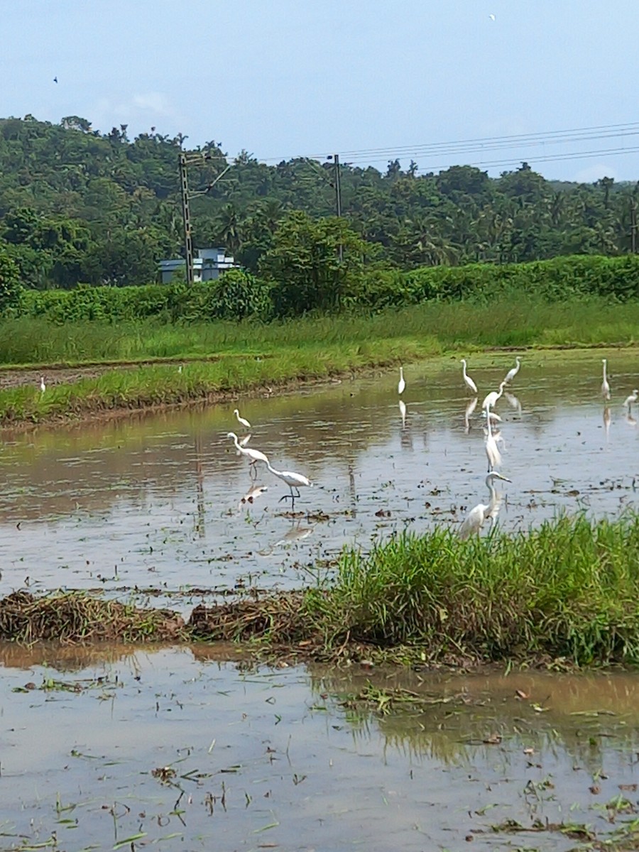 Great Egret - ML639657283