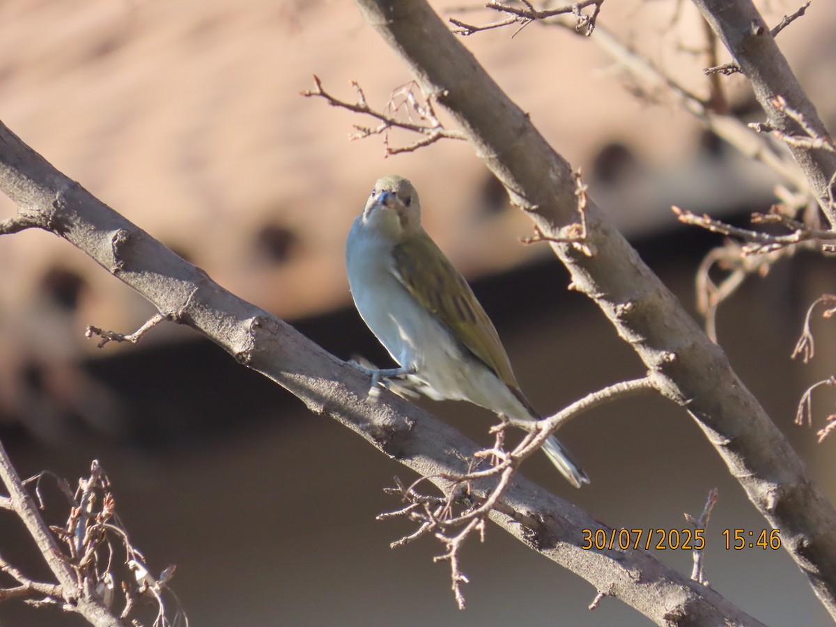 Lesser Honeyguide (Lesser) - ML639657502