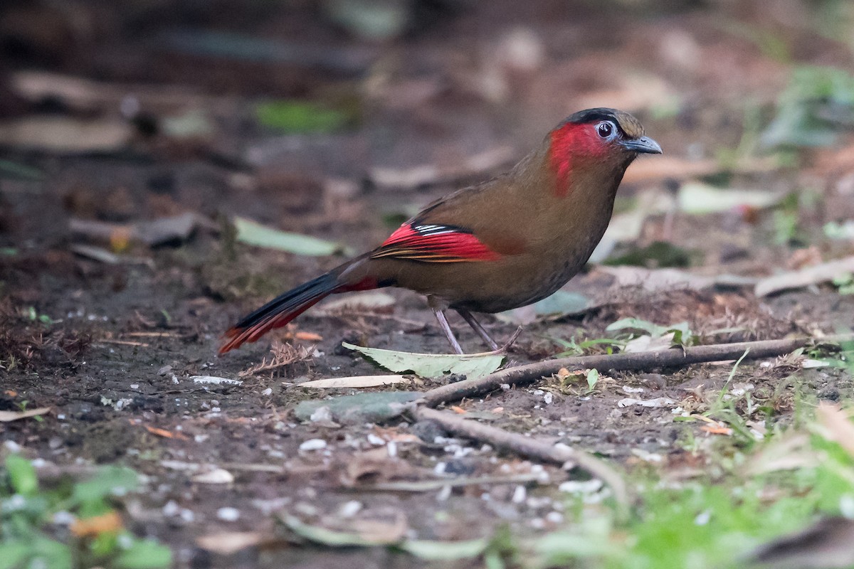 Red-faced Liocichla - Prashant Tewari