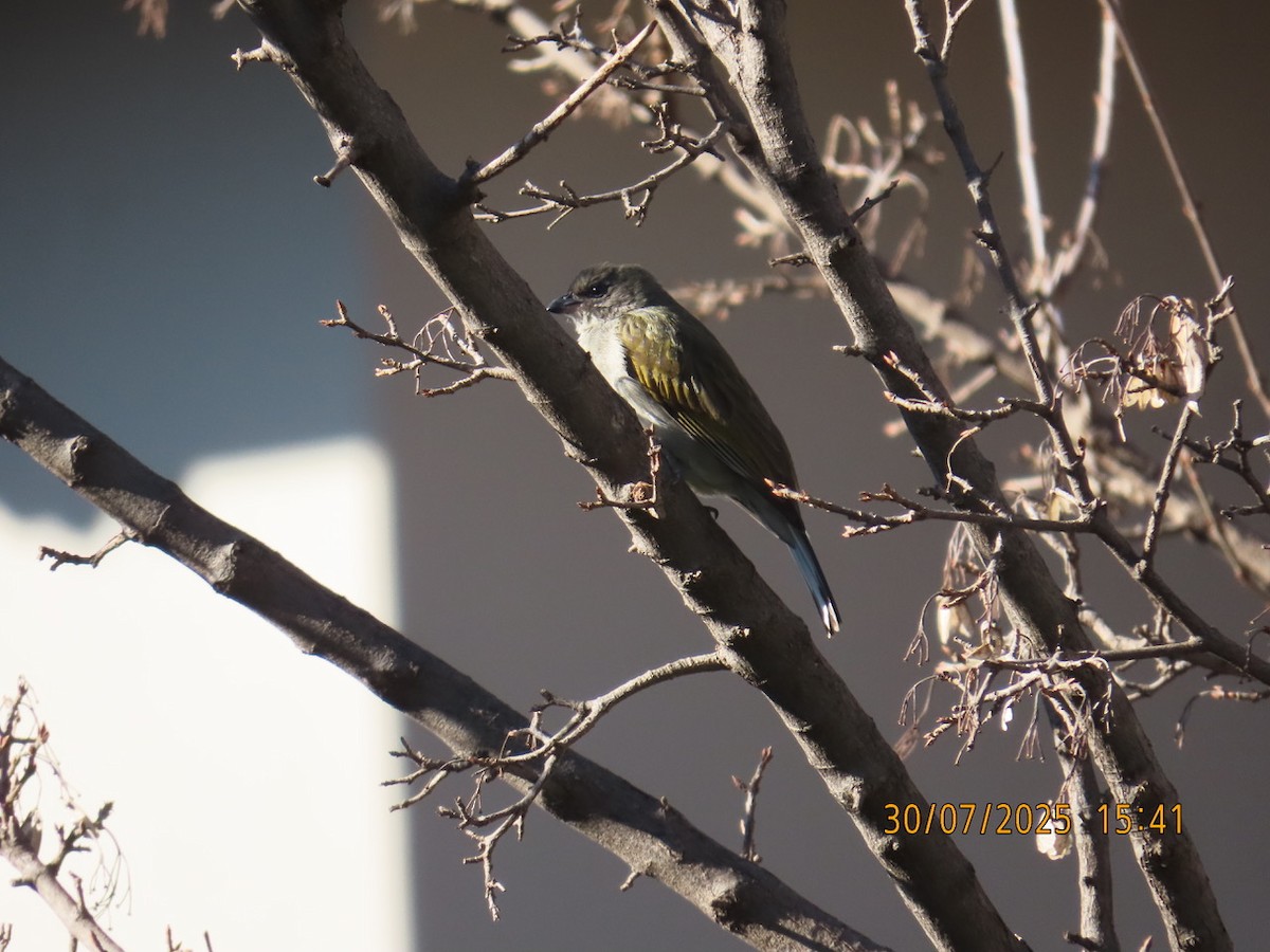 Lesser Honeyguide (Lesser) - ML639657522