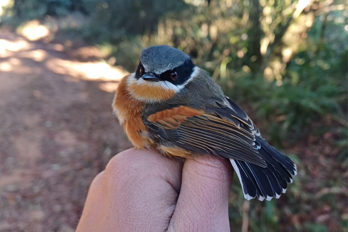 Cape Batis (Gray-mantled) - ML639657568