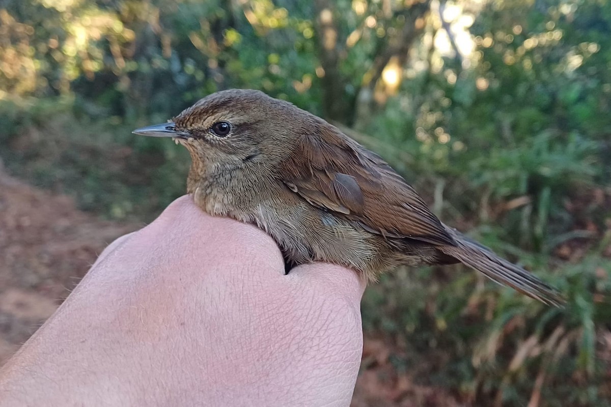 Barratt's Warbler - ML639657576