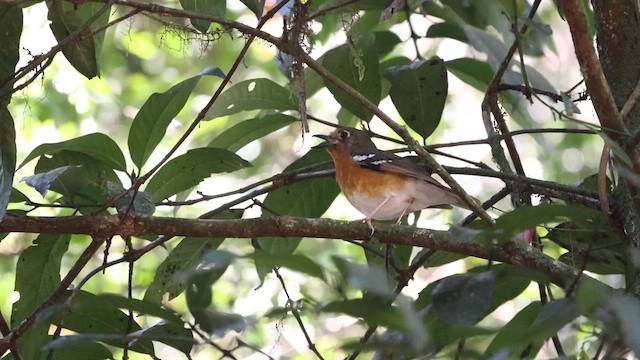 Orange Ground-Thrush - ML639657603