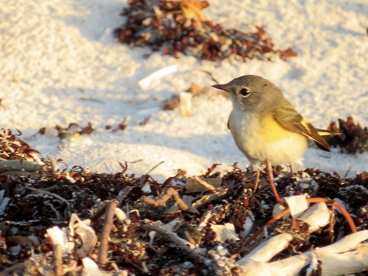 American Redstart - ML639657611