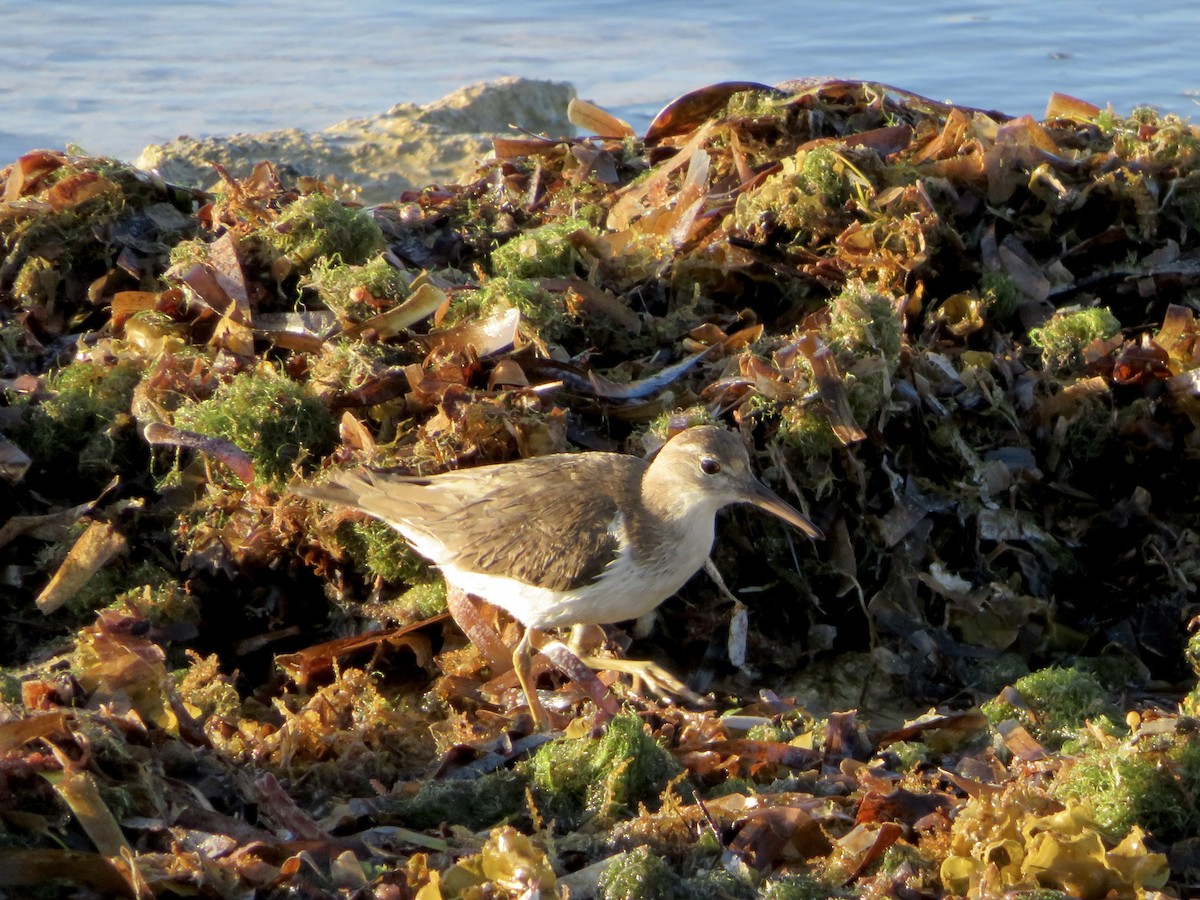 Spotted Sandpiper - ML639657615
