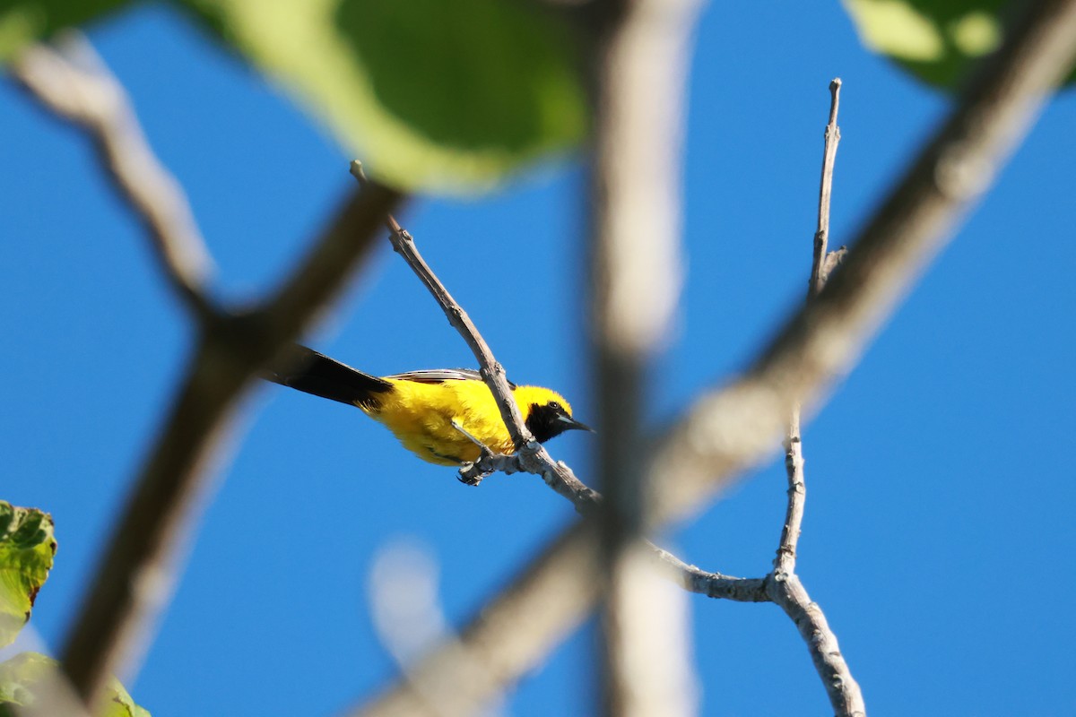 Hooded Oriole - ML639657619