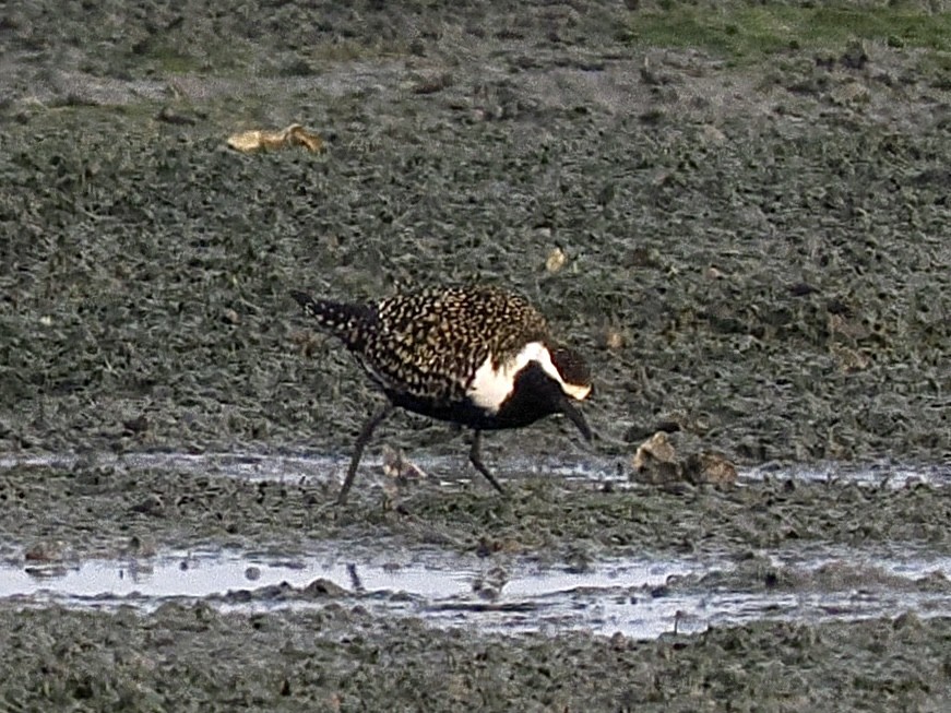 American/Pacific Golden-Plover (Lesser Golden-Plover) - ML639657736