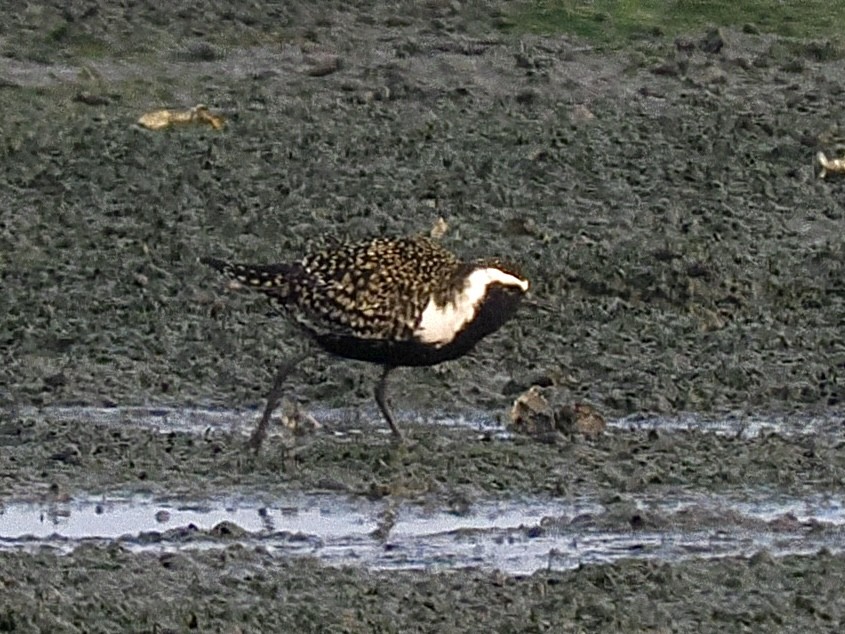 American/Pacific Golden-Plover (Lesser Golden-Plover) - ML639657737